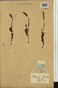 Псевдорхис беловатый (L.) Á.Löve & D.Löve, Западная Европа (EUR)