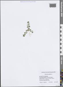 Грыжник голый L., Восточная Европа, Центральный район (E4) (Россия)