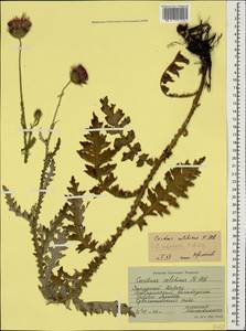 Чертополох прижатый C. A. Mey., Кавказ, Ставропольский край, Карачаево-Черкесия, Кабардино-Балкария (K1b) (Россия)