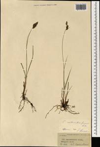 Осока ложночерноцветковая Litv., Монголия (MONG) (Монголия)