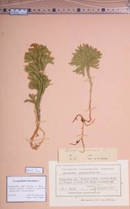 Dendrolycopodium obscurum (L.) A.Haines, Сибирь, Дальний Восток (S6) (Россия)