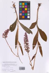 Пальчатокоренник Фукса (Druce) Soó, Восточная Европа, Московская область и Москва (E4a) (Россия)