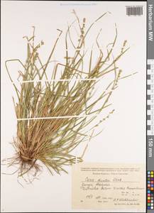 Осока прерванная Stokes, Кавказ, Грузия (K4) (Грузия)