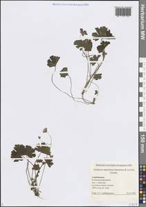 Герань пиренейская Burm. f., Кавказ, Азербайджан (K6) (Азербайджан)