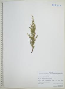 Можжевельник даурский (Pall.) Farjon, Сибирь, Дальний Восток (S6) (Россия)