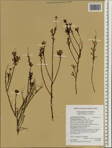 Chlamydophora tridentata (Delile) Ehrenb. ex Less., Зарубежная Азия (ASIA) (Кипр)