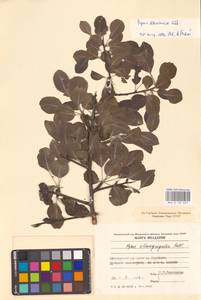 Pyrus nivalis Jacq., Восточная Европа, Молдавия (E13a) (Молдавия)