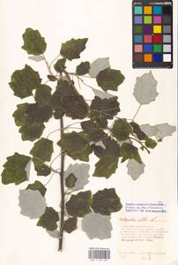 Populus × canescens (Aiton) Sm., Восточная Европа, Московская область и Москва (E4a) (Россия)