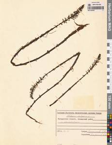 Хвостник обыкновенный, Водяная сосенка L., Сибирь, Чукотка и Камчатка (S7) (Россия)