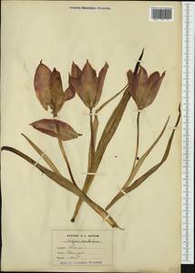 Tulipa agenensis Redouté, Западная Европа (EUR) (Италия)