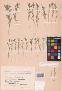 Дымянка Шлейхера Soy.-Will., Восточная Европа, Нижневолжский район (E9) (Россия)