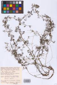 Лютик Риона, Шелковник Риона Lagger, Восточная Европа, Нижневолжский район (E9) (Россия)