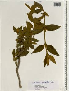 Colebrookea oppositifolia Sm., Зарубежная Азия (ASIA) (Непал)