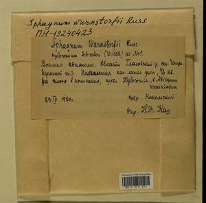 Pleurozium schreberi (Willd. ex Brid.) Mitt., Гербарий мохообразных, Мхи - Пермский край, Удмуртия, Свердловская и Кировская области (B8) (Россия)