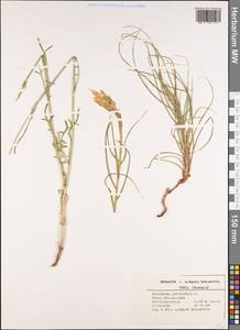 Scorzonera angustifolia L., Западная Европа (EUR) (Испания)