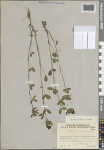 Клевер каштановый, Клевер темно-каштановый L., Восточная Европа, Северо-Западный район (E2) (Россия)