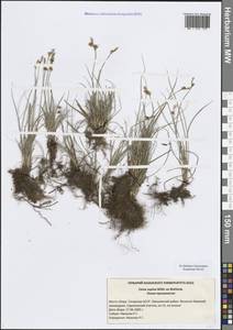 Осока приземистая Willd. ex Wahlenb., Восточная Европа, Средневолжский район (E8) (Россия)