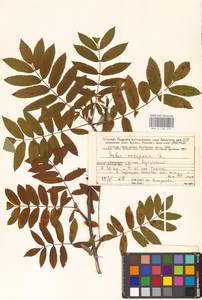 Рябина обыкновенная L., Восточная Европа, Северный район (E1) (Россия)