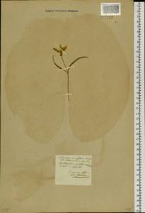 Тюльпан одноцветковый (L.) Besser ex Baker, Сибирь, Алтай и Саяны (S2) (Россия)