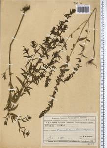 Зубчатка обыкновенная Moench, Средняя Азия и Казахстан, Муюнкумы, Прибалхашье и Бетпак-Дала (M9) (Казахстан)