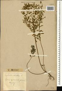 Молочай прямой, Молочай торчащий L., Кавказ, Черноморское побережье (от Новороссийска до Адлера) (K3) (Россия)