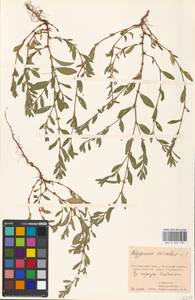 Спорыш птичий, Горец птичий L., Восточная Европа, Московская область и Москва (E4a) (Россия)