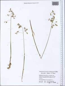 Anthoxanthum nitens (Weber) Y.Schouten & Veldkamp, Сибирь, Прибайкалье и Забайкалье (S4) (Россия)