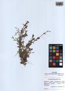 Ясколка костенецевидная, Ясколка дернистая Fr., Сибирь, Алтай и Саяны (S2) (Россия)