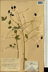 Стифнолобиум японский (L.)Schott, Зарубежная Азия (ASIA) (КНР)