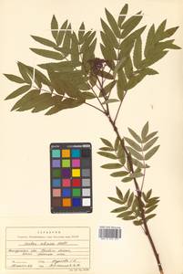 Рябина гладковатая (Wimm. & Grab.) Hedl., Сибирь, Дальний Восток (S6) (Россия)