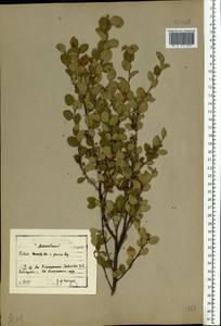 Береза приземистая Schrank, Восточная Европа, Московская область и Москва (E4a) (Россия)