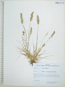 Koeleria spicata subsp. spicata, Сибирь, Дальний Восток (S6) (Россия)