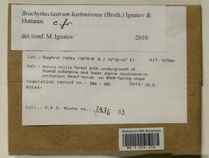 Brachytheciastrum kashmirense (Broth.) Ignatov & Huttunen, Гербарий мохообразных, Мхи - Азия (вне границ бывшего СССР) (BAs) (Пакистан)