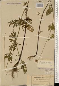 Scabiosa crinita Kotschy & Boiss., Кавказ, Грузия (K4) (Грузия)