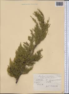 Juniperus scopulorum Sarg., Америка (AMER) (США)