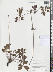 Anemonastrum narcissiflorum subsp. villosissimum (DC.) Á.Löve & D.Löve, Сибирь, Дальний Восток (S6) (Россия)