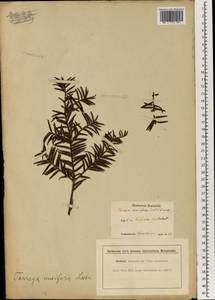 Torreya nucifera (L.) Siebold & Zucc., Зарубежная Азия (ASIA) (Япония)