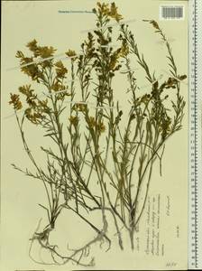 Genista tinctoria subsp. tinctoria, Восточная Европа, Северо-Украинский район (E11) (Украина)