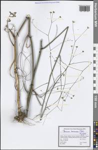 Bunium hermonis (Post) Kljuykov, Зарубежная Азия (ASIA) (Турция)