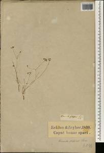 Itasina filifolia (Thunb.) Raf., Африка (AFR) (ЮАР)