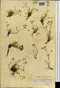 Володушка двустебельная Helm, Монголия (MONG) (Монголия)