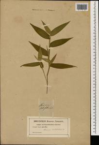 Panicum latifolium L., Зарубежная Азия (ASIA) (Неизвестно)
