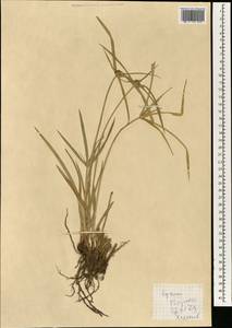 Сыть, Зарубежная Азия (ASIA) (Малайзия)