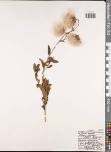 Бодяк полевой, Розовый осот (L.) Scop., Восточная Европа, Центральный район (E4) (Россия)