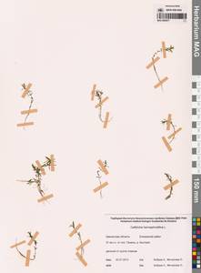 Болотник обоеполый L., Сибирь, Чукотка и Камчатка (S7) (Россия)