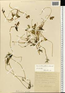 Ranunculus peltatus subsp. peltatus, Восточная Европа, Северный район (E1) (Россия)