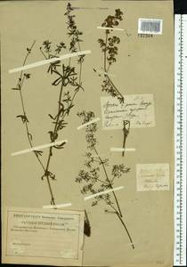 Подмаренник мягкий L., Восточная Европа, Западный район (E3) (Россия)
