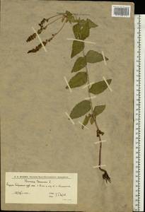 Вероника широколистная L., Восточная Европа, Нижневолжский район (E9) (Россия)