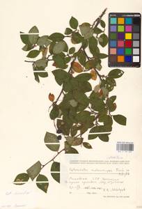 Кизильник остролистный Turcz., Восточная Европа, Литва (E2a) (Литва)