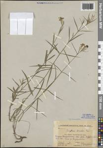 Гвоздика кавказская Sims, Кавказ, Краснодарский край и Адыгея (K1a) (Россия)